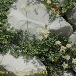 Heracleum pumilum Libunga