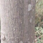 Carya glabra Kora