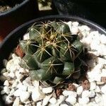 Coryphantha elephantidens Ліст