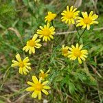 Senecio squalidus Habit