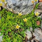 Saxifraga bryoidesVirág