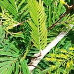 Acacia brevispica Leaf