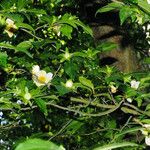 Stewartia monadelpha 花