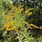 Solidago odora Φύλλο