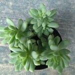 Sedum clavatum Lapas