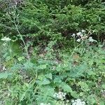 Lactuca plumieri Habitat