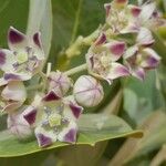 Calotropis procera Blomma