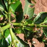 Coffea canephora Flower