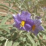 Solanum elaeagnifoliumFlor