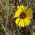 Madia elegans Flower