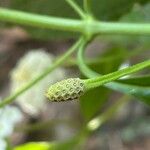 Lantana canescens Іншае