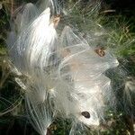 Asclepias curassavica Fruit