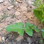 Sonchus oleraceus Leaf