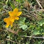 Ranunculus thora Blad