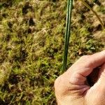 Helianthus angustifolius ᱥᱟᱠᱟᱢ