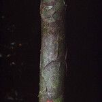 Micropholis guyanensis 樹皮