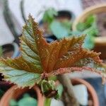 Begonia aconitifolia Blad