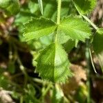 Ononis rotundifolia Folha