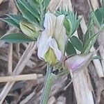 Vicia pannonica Flower