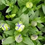 Gentiana calycosa Ліст