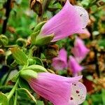 Digitalis thapsi Inny