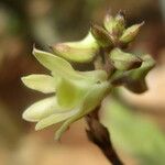 Polystachya bennettiana Flower