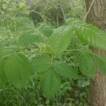 Toxicodendron radicans Ліст