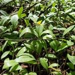 Erythronium americanum Folha