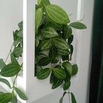 Dischidia ovata Leaf