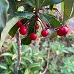Ardisia crenata Fruit