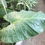 Alocasia odora Liść