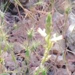 Onobrychis saxatilis Blüte