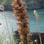 Orobanche rapum-genistae Fruto