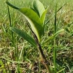 Asclepias syriaca Frunză