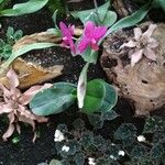 Kaempferia galanga Blomst