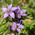 Gentianella austriaca 花