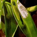 Dendrobium nobileΦύλλο