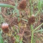 Trifolium vesiculosum Flower