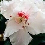 Rhododendron indicum Квітка