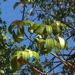 Breonadia salicina Leaf