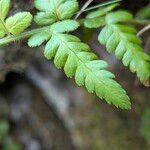 Dryopteris cristata पत्ता