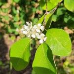 Cotoneaster multiflorusKvět