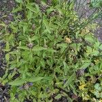 Prunella vulgaris Habitatea