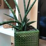 Sansevieria cylindricaLeaf