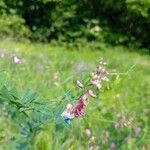 Lathyrus nigerFlor