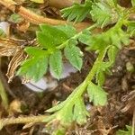 Erodium lebelii ഇല