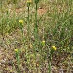 Linum strictum 整株植物