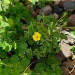 Oxalis dilleniiKvět