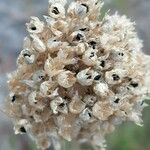 Allium acutiflorum Ffrwyth
