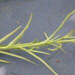 Anisantherina hispidula Hoja